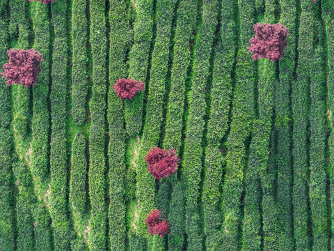  满山茶园茶山茶树俯视图17 