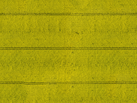 农田油菜花田225