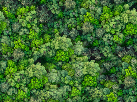  森林树林俯视图8 