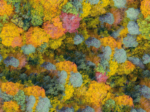 秋天色彩丰富的树林森林俯视图32