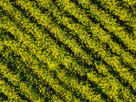 农田油菜花田220