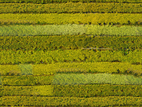  农田油菜花田216 