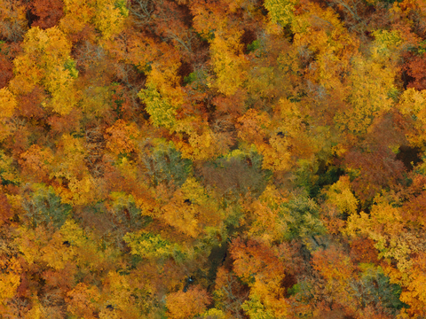  秋天色彩丰富的树林森林俯视图24 
