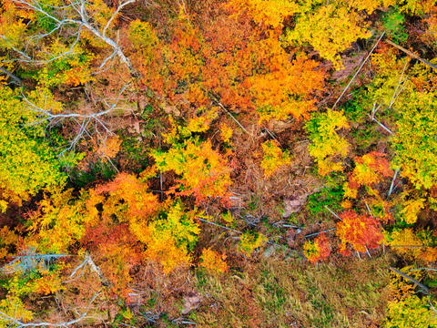 秋天色彩丰富的树林森林俯视图46