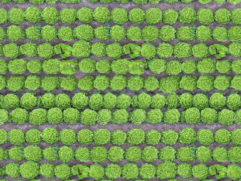  菜地农田农作物俯视图43 