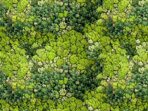 森林树林俯视图123