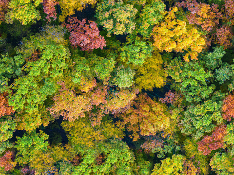 秋天色彩丰富的树林森林俯视图35