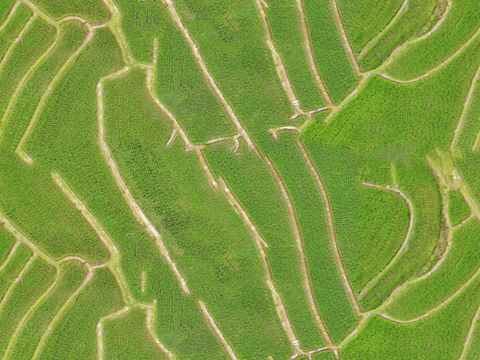  满山茶园茶山茶树俯视图48 