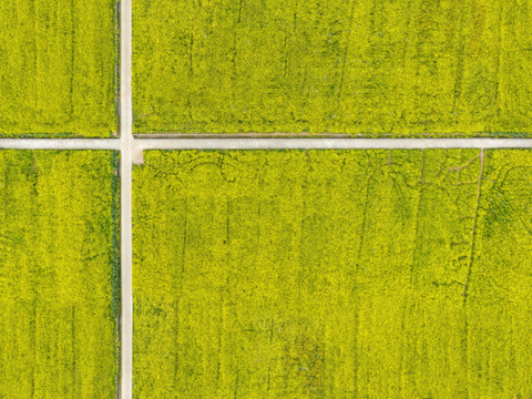 农田油菜花田136