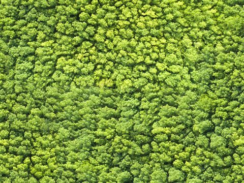 森林树林俯视图2