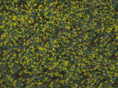 农田油菜花田221