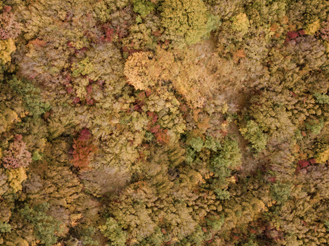 秋天色彩丰富的树林森林俯视图75