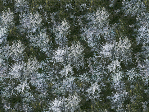  樱花、桃花、梨花花海花林2 