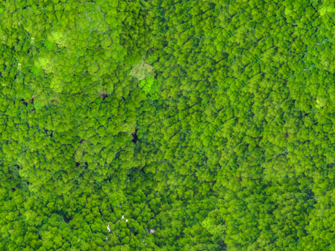 森林树林俯视图4