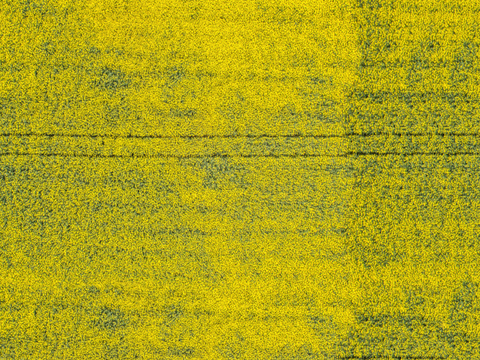  农田油菜花田51 