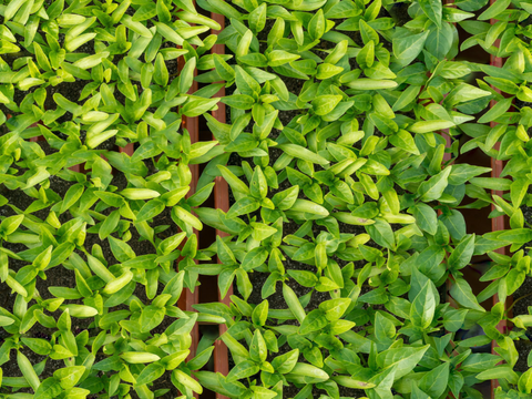  菜地农田农作物俯视图19 