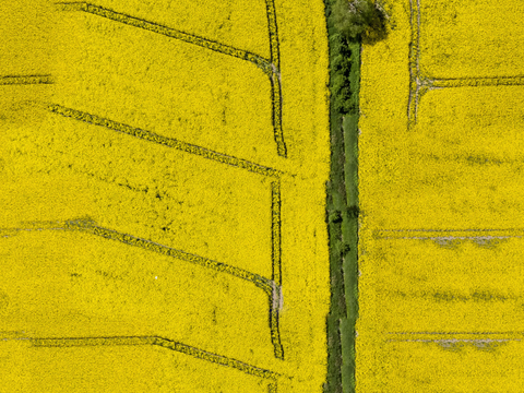 农田油菜花田130