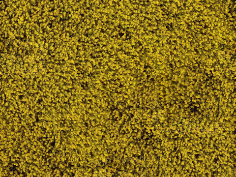  农田油菜花田36 