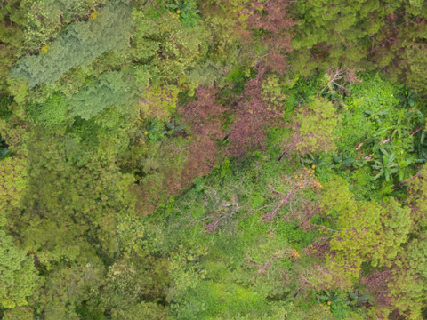 森林树林俯视图53