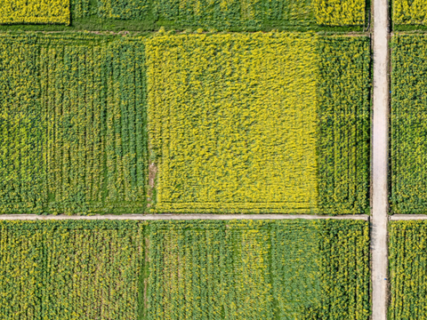  农田油菜花田38 