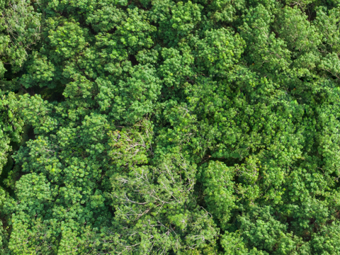  森林树林俯视图57 
