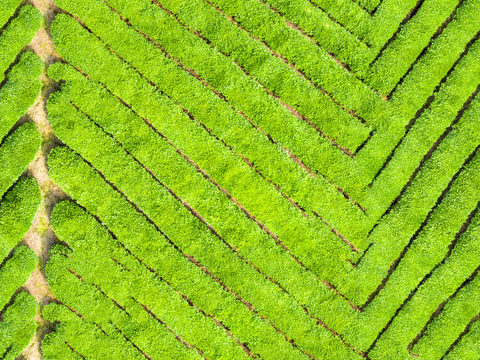  满山茶园茶山茶树俯视图116 