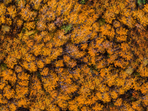  秋天色彩丰富的树林森林俯视图22 
