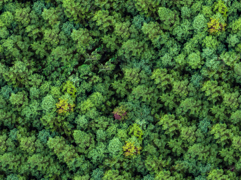 森林树林俯视图104