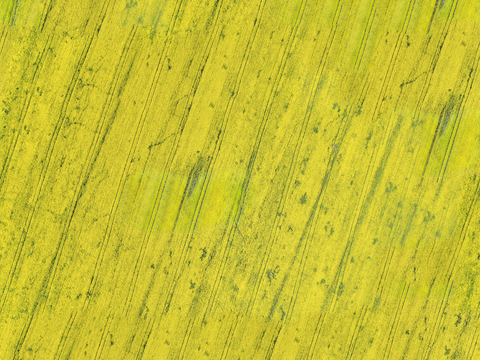  农田油菜花田182 