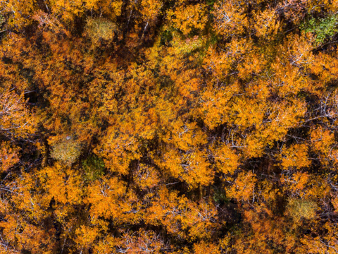  秋天色彩丰富的树林森林俯视图23 