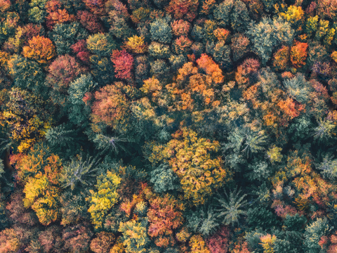  秋天色彩丰富的树林森林俯视图14 