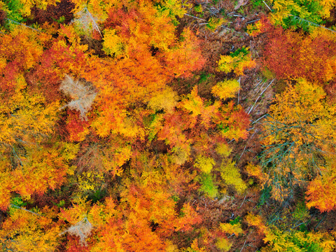 秋天色彩丰富的树林森林俯视图43 