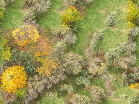  秋天色彩丰富的树林森林俯视图62 