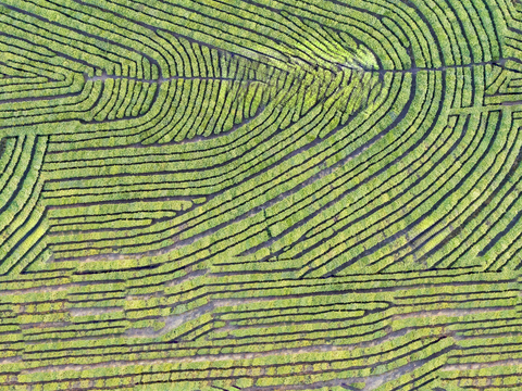  满山茶园茶山茶树俯视图83 