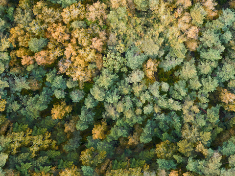  秋天色彩丰富的树林森林俯视图49 