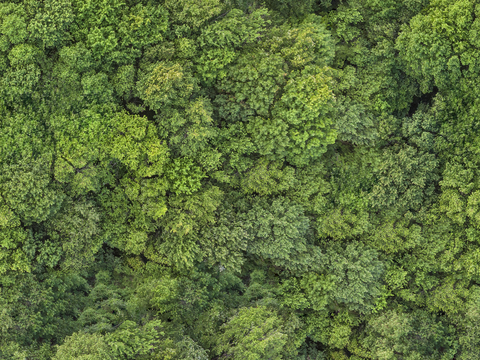  森林树林俯视图86 