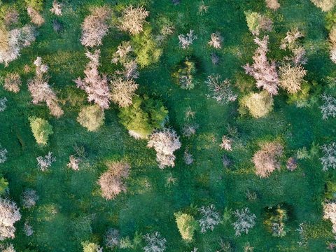  樱花、桃花、梨花花海花林4 