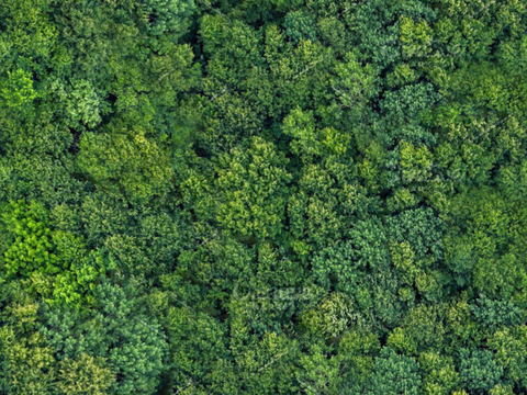 森林树林俯视图127