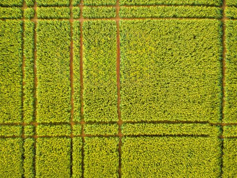  农田油菜花田71 