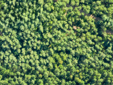  森林树林俯视图62 