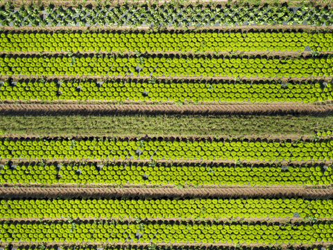  菜地农田农作物俯视图73 