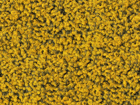  农田油菜花田237 