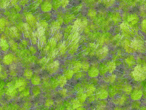 森林树林俯视图73