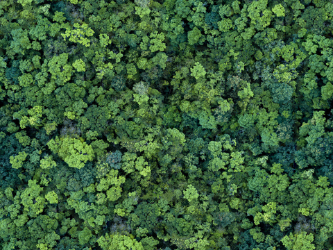 森林树林俯视图40