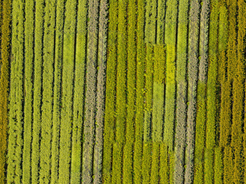 农田油菜花田113