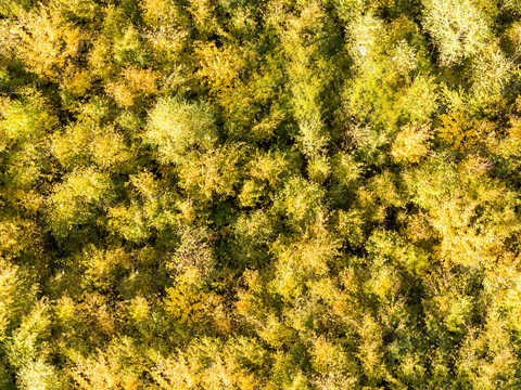  秋天色彩丰富的树林森林俯视图11 