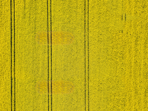  农田油菜花田69 