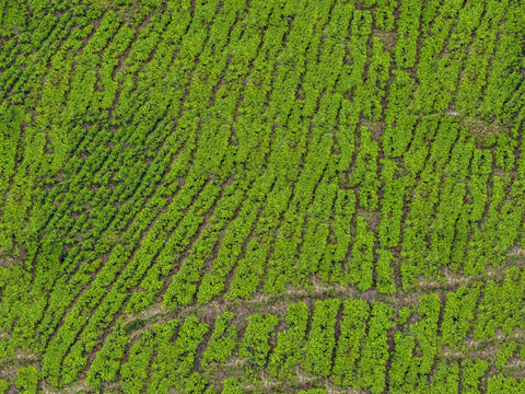  满山茶园茶山茶树俯视图88 