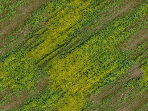 农田油菜花田192