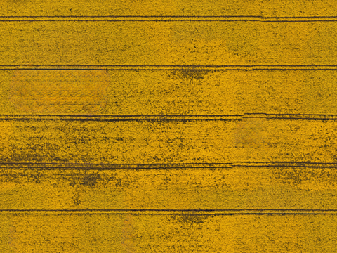  农田油菜花田211 